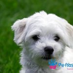 Maltese Terrier Fiyat – Ne Kadar ve Nelere Dikkat Edilmeli?