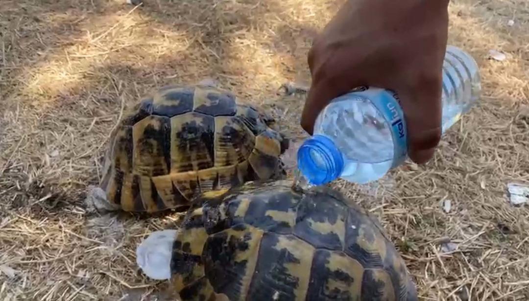 İzmir'deki orman yangında, kaplumbağalar alevler tarafından kurtarıldı! 3