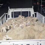 Hayvan pazarlığı hırsızlığa dönüştü, şahıslar kaçamadan yakalandı