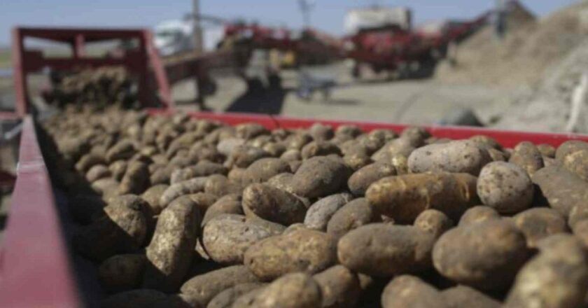 Patatesin dokuz milyon yıllık tarihi: Domatesten melezlenmiş